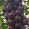 巨峰葡萄 1筐/约2000g 商品缩略图4