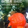珍珠蜜柿 1盒/约550g 商品缩略图5