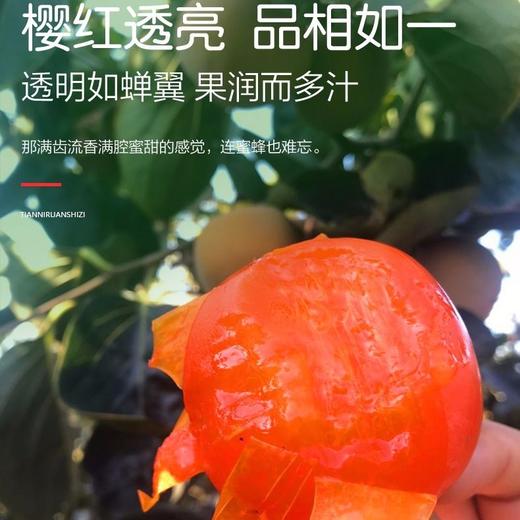 珍珠蜜柿 1盒/约550g 商品图5