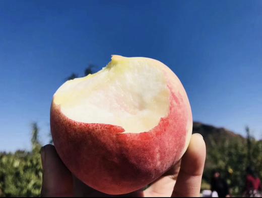 桐鲜生第五季 -寒露脆蜜，甜过初恋的冬桃，冬桃届的天花板 商品图5