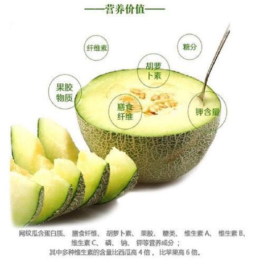 进口网纹瓜 1个/约1200g 商品图10