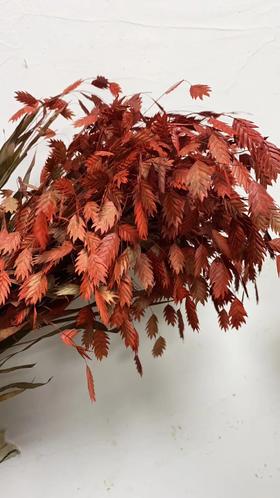 配花-小盼草