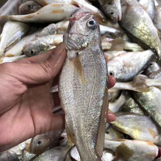 野生东山岛海鱼 （临期，海钓鱼，嘴里可能有鱼钩，大家注意！！介意慎拍）| 合作生产 * Wild Dongshan Island seafood | Coproduction 商品图4