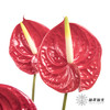 掌 | 红色【5度以下低温地区不建议购买 ，轻微瑕疵不售后】 商品缩略图2