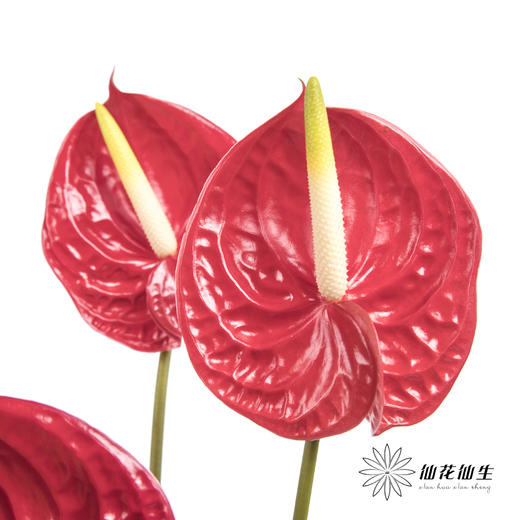 掌 | 红色【5度以下低温地区不建议购买 ，轻微瑕疵不售后】 商品图2