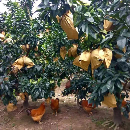 三红蜜柚 1个/约2000g 商品图2