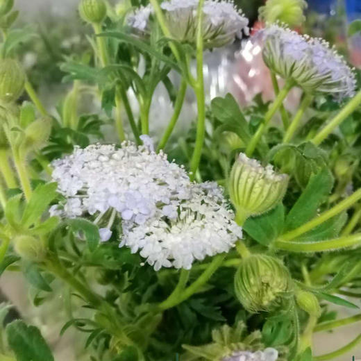 翠珠配色 商品图1