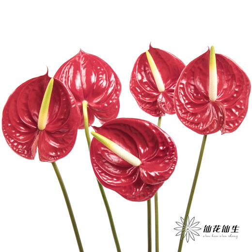 掌 | 红色【5度以下低温地区不建议购买 ，轻微瑕疵不售后】 商品图8