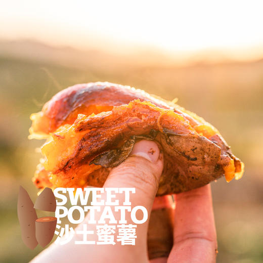 沙土蜜薯已糖化好（烟薯25/白哈密）  申通快递 商品图10