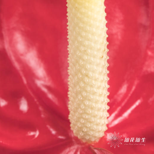 掌 | 红色【5度以下低温地区不建议购买 ，轻微瑕疵不售后】 商品图6