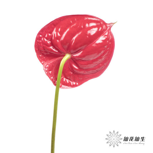 掌 | 红色【5度以下低温地区不建议购买 ，轻微瑕疵不售后】 商品图4