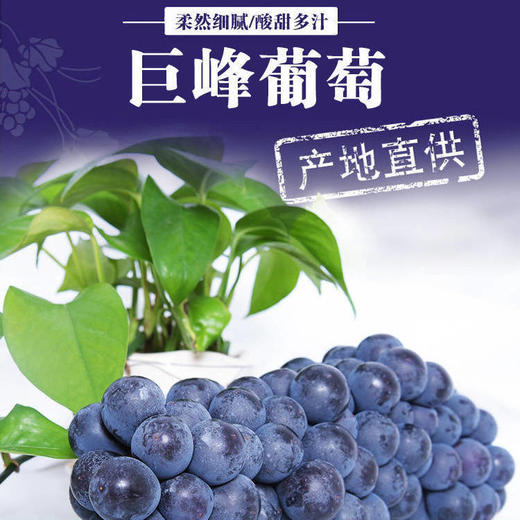 巨峰葡萄 1筐/约2000g 商品图6