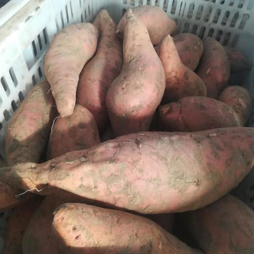 【10元1袋】蜜薯整袋约7斤左右（1500662） 商品图1