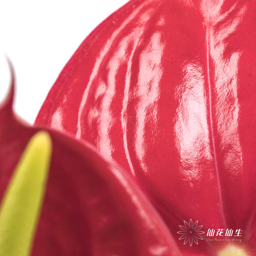 掌 | 红色【5度以下低温地区不建议购买 ，轻微瑕疵不售后】 商品图3