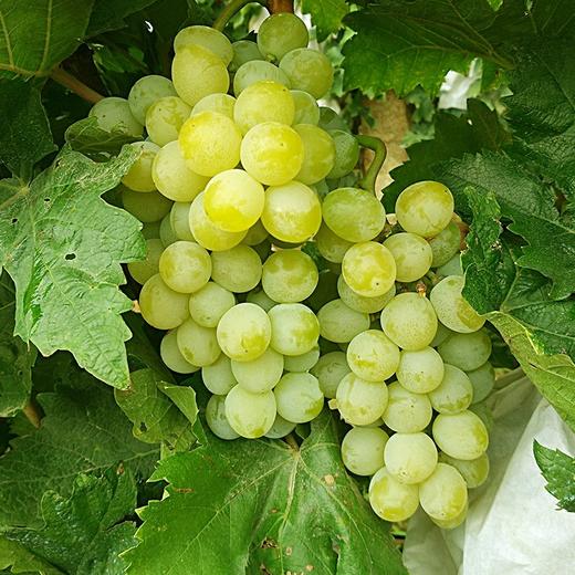 玫瑰飘香白玫瑰葡萄