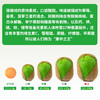 陕西 徐香 猕猴桃 1盒/6个 约550g 商品缩略图5
