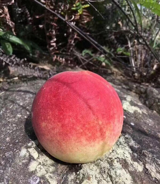 桐鲜生第五季 -寒露脆蜜，甜过初恋的冬桃，冬桃届的天花板 商品图1