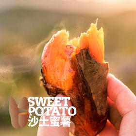 沙土蜜薯已糖化好（烟薯25/白哈密）  申通快递