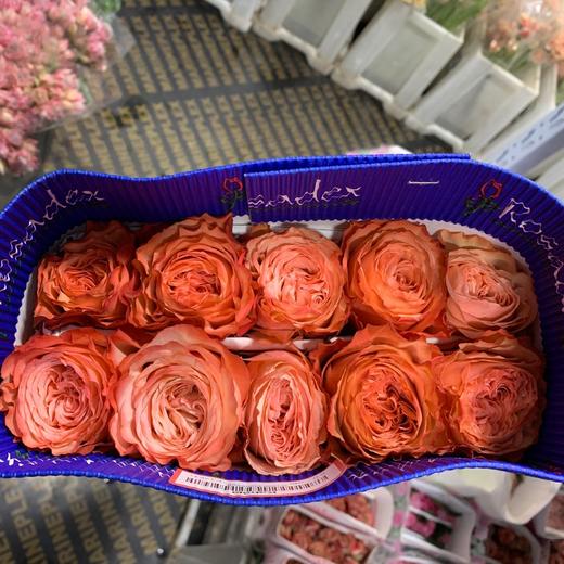 【新鲜】进口厄瓜多尔花园玫瑰-卡哈拉/枫糖(9-10枝),长度50cm,全国