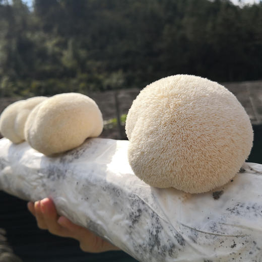 鲜猴头菇 肉质饱满 口感鲜香 鲜采现发 基地直发 顺丰包邮  商品图2