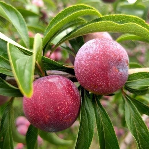 青红脆李/当季 1盒/1000g 商品图6