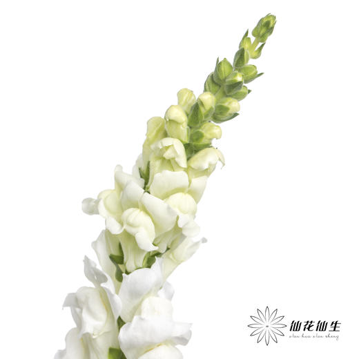 配花 | 金鱼草白色 商品图0