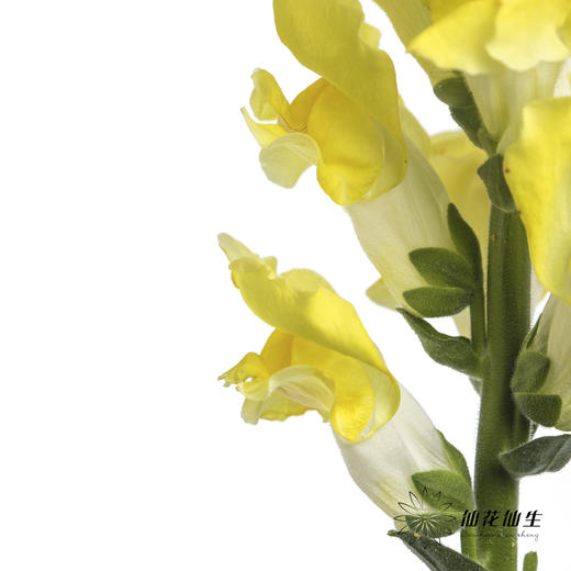 配花 | 金鱼草黄色 商品图4