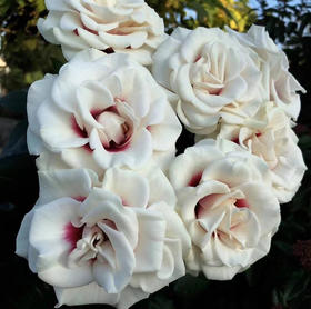 百利信单头玫瑰 | 桥边之约