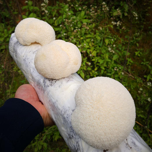 鲜猴头菇 肉质饱满 口感鲜香 鲜采现发 基地直发 顺丰包邮  商品图1