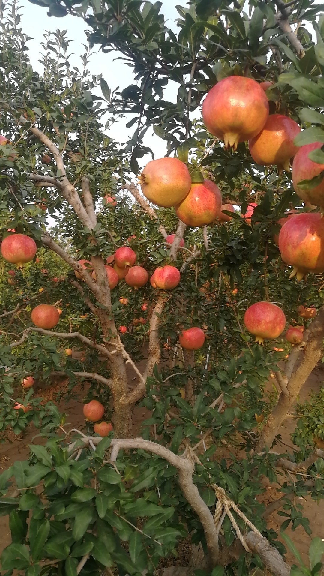 河阴老树软籽石榴5斤装6个大果