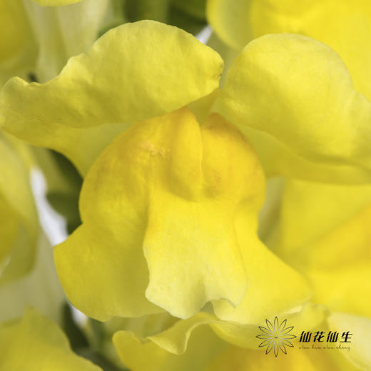 配花 | 金鱼草黄色 商品图3