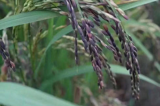 云南墨江紫米/梯田红米/三色糙米/糯薏米，品质杂粮，发普通快递 商品图1