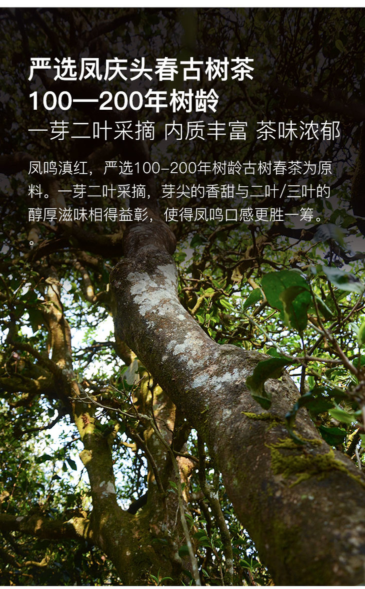 买3送1百里遥茶叶云南滇红茶凤庆头春古树红茶烤红工艺100克罐