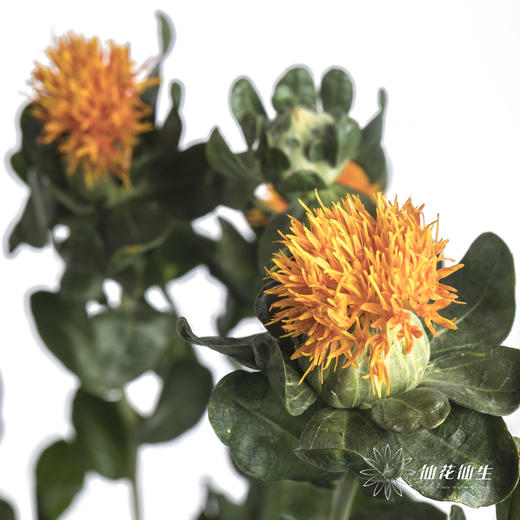 配花 | 橙菠萝 商品图0