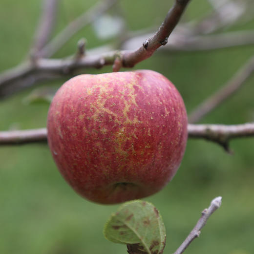 云南西北勒狂野山苹果福利回馈活动