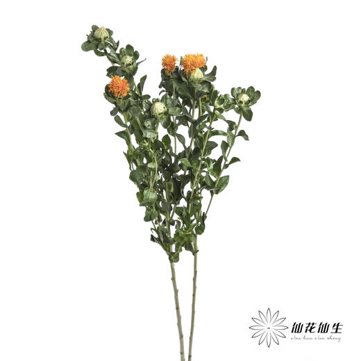 配花 | 橙菠萝 商品图4