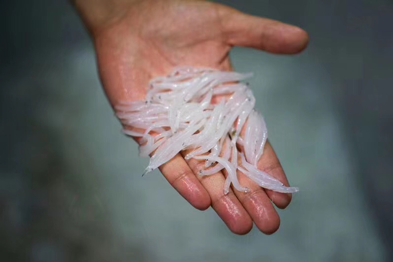 高邮湖野生冰鲜银鱼 水中软白金 补钙食材 150克*6袋 空运包邮