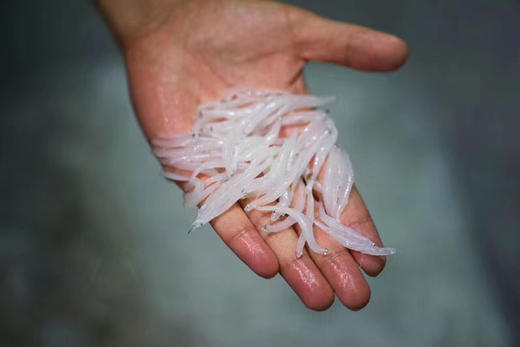 高邮湖野生冰鲜银鱼 水中软白金 补钙食材 150克*6袋 空运包邮 商品图0