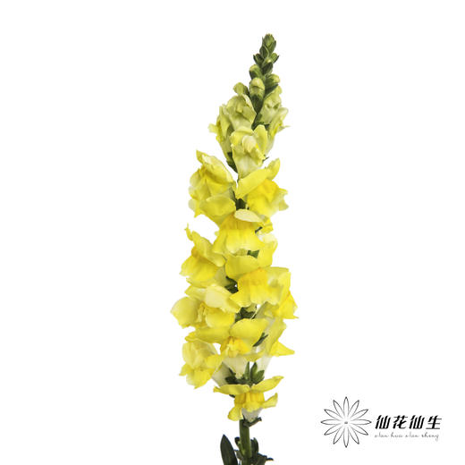 配花 | 金鱼草黄色 商品图0