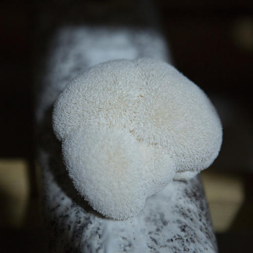 鲜猴头菇 肉质饱满 口感鲜香 鲜采现发 基地直发 顺丰包邮  商品图4