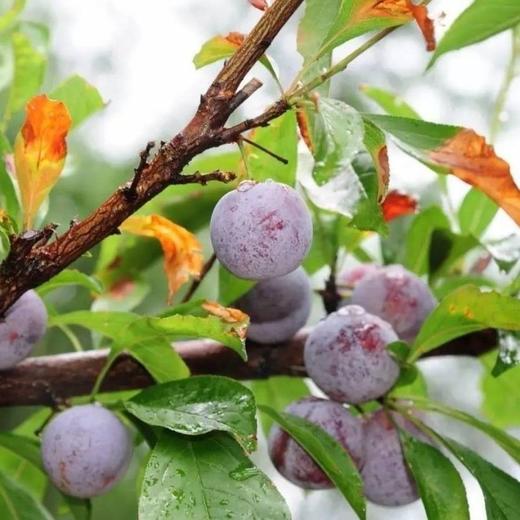 青红脆李/当季 1盒/1000g 商品图8