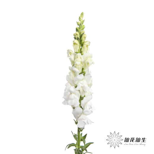 配花 | 金鱼草白色 商品图1