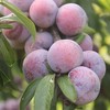 青红脆李/当季 1盒/1000g 商品缩略图3