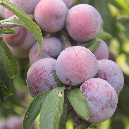 青红脆李/当季 1盒/1000g 商品图3