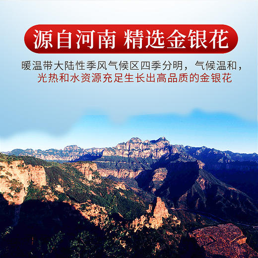 庄民 金银花 长粗条型 可搭配菊花枸杞茶叶花草茶40g/罐 商品图3
