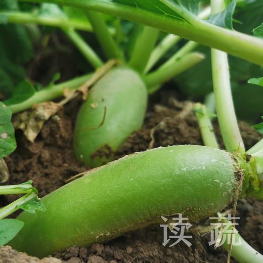 青萝卜（500g） |情圆自产|虽小很脆|虽土很鲜 商品图1