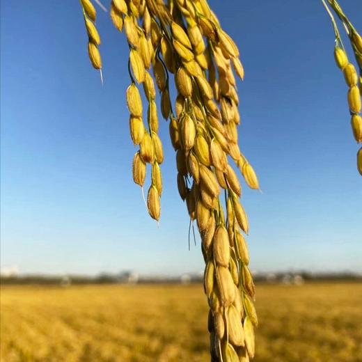 绿色五常心源源大米5kg 商品图2