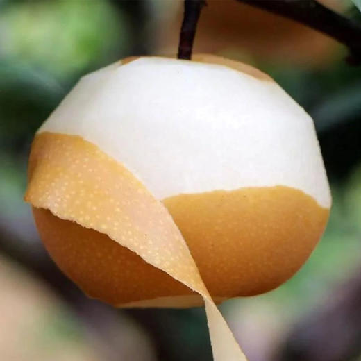 秋月梨 1个/约300g 商品图2