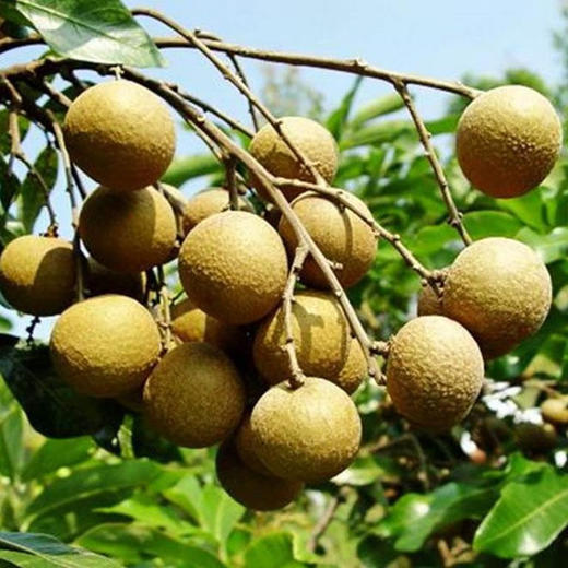 泰国桂圆  1盒/约700g 商品图9