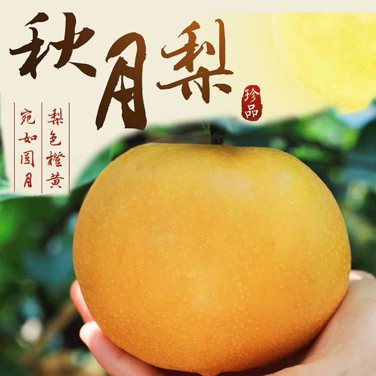 秋月梨 1个/约300g